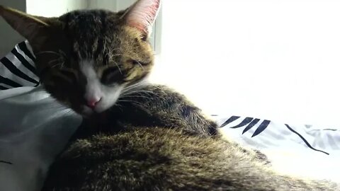 Kitten Sits on the Window Sill