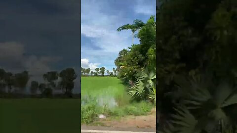 Cambodia Rainy Season-paddy field