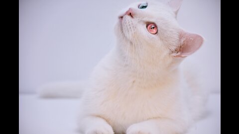 Funny cat walk over the piano