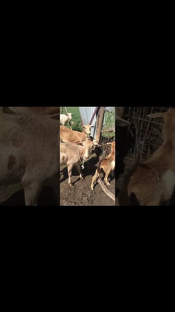 Rookie Lamb Pulls Up On Me