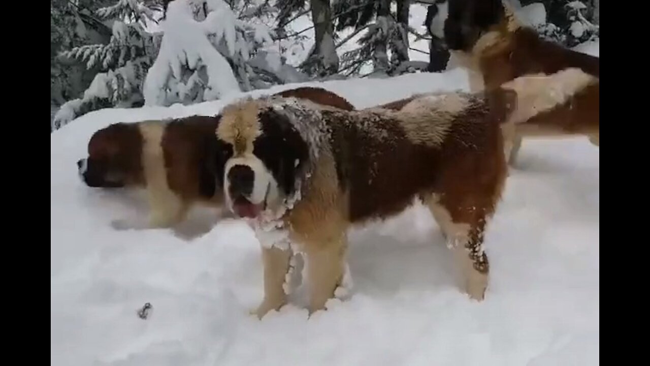 Newfoundland tries his best to make owner feel better driton Toni