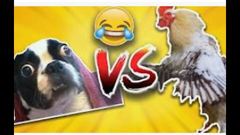 Chicken VS Dog Fight - Funny Dog Fight Videos