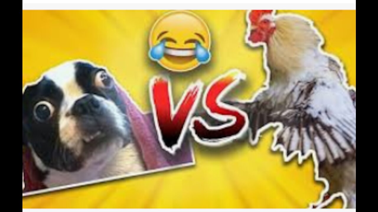 Chicken VS Dog Fight - Funny Dog Fight Videos