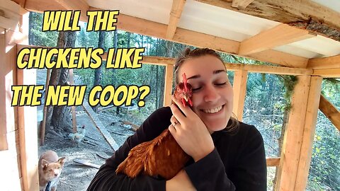 Will The Chickens Like The New Coop? | Rollaway Nesting Boxes