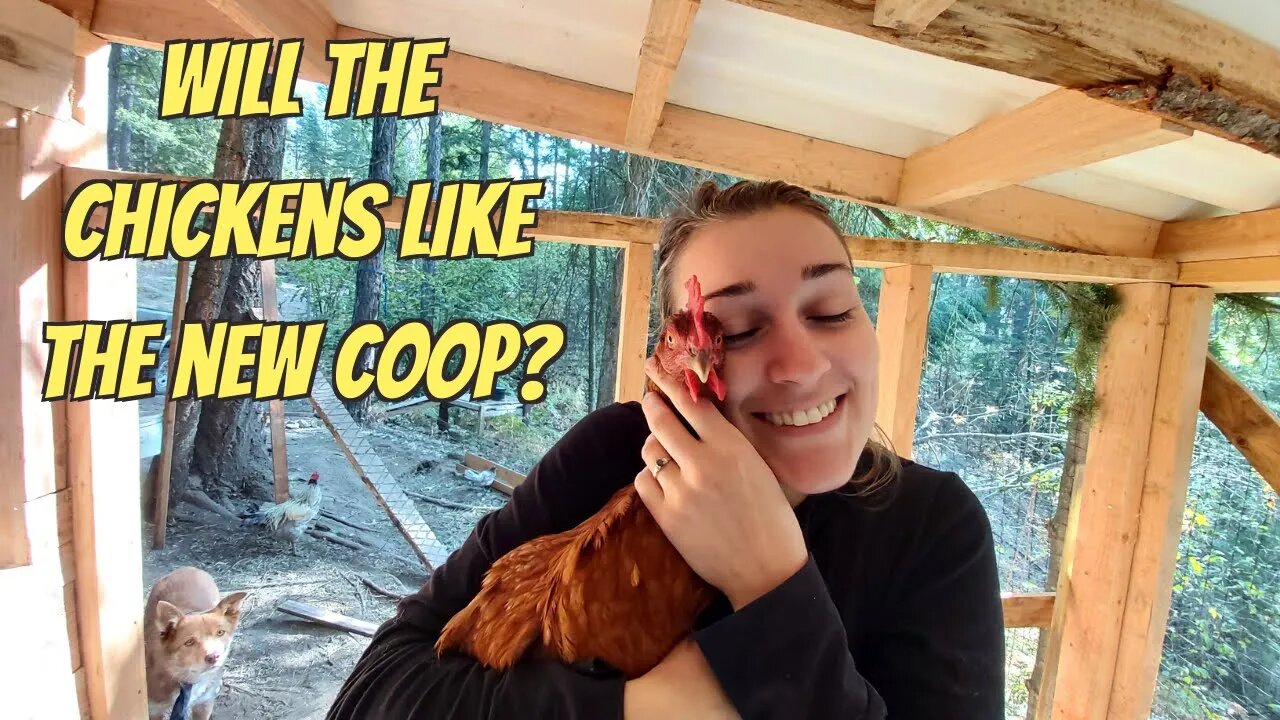Will The Chickens Like The New Coop? | Rollaway Nesting Boxes