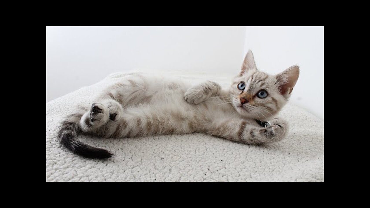 Cute and Funny Cat Videos Compilation