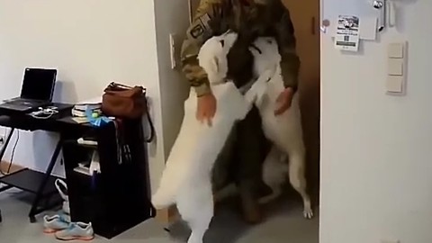 Dogs see their owners after a long absence - influential video
