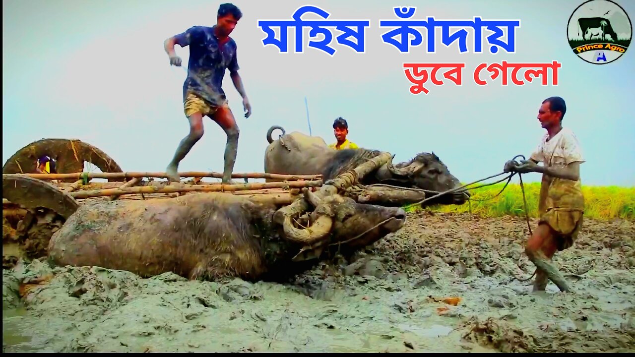 মহিষের সাথে এটা কেন হলো #মহিষেরগাড়ী