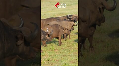 HIENA ACHOU QUE COMERIA BÚFALO VIVO - VIDA ANIMAL