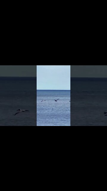 The AMAZING Racing Surfing Gliding Pelicans! 🦤 #shorts