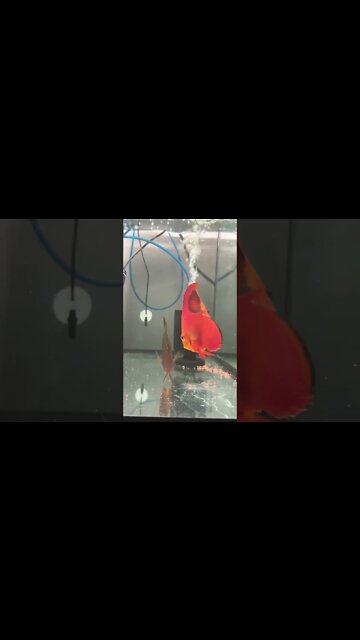 #red #Discus #matingdance 😝 #fish #aquamalik #fishez #aquarium #fishtank