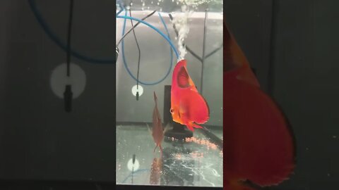 #red #Discus #matingdance 😝 #fish #aquamalik #fishez #aquarium #fishtank
