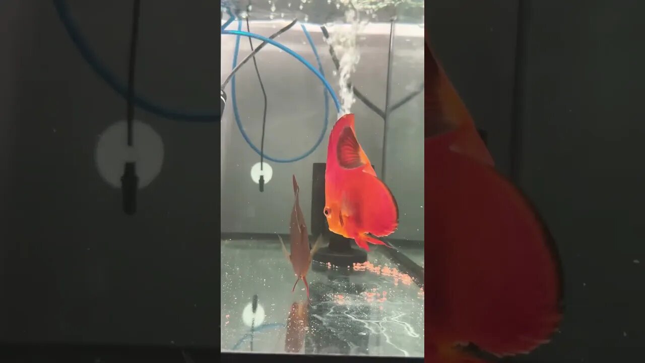 #red #Discus #matingdance 😝 #fish #aquamalik #fishez #aquarium #fishtank