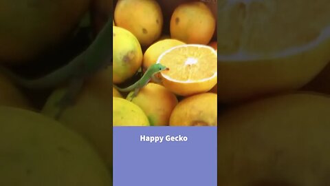 GECKO DRINKS ORANGE JUICE #gecko #asia #fruit #fruitmarket #lizard