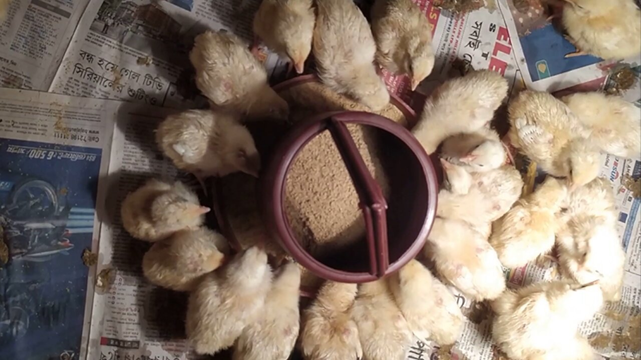 Poultry Farm Chicks