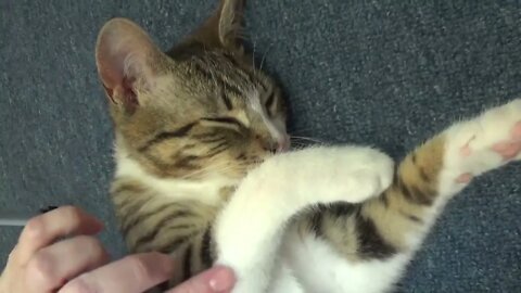 Cute Kitten Loves Sleeping on the Floor