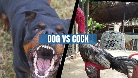 DOG VS COCK // DOGS, CAT,FUNNY MOMENTS.