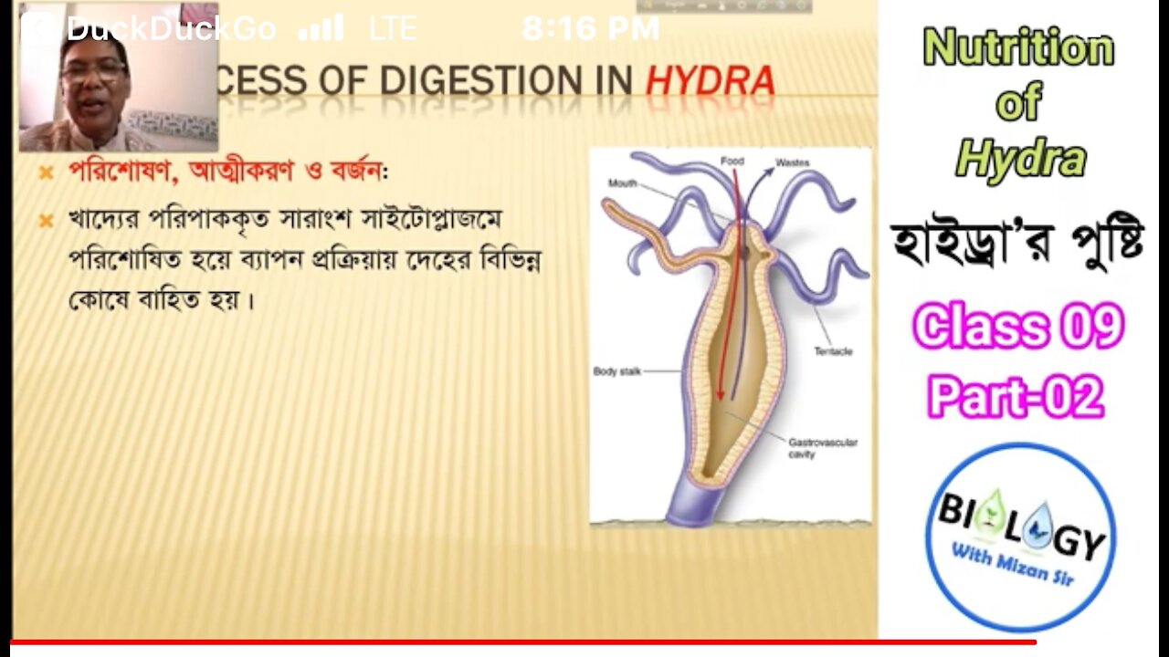 Hydra Vulgaris / Graphene Oxide