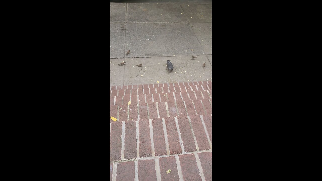 Feeding birds on the Upper East Side. Manhattan, New York City. #uppereastside #ues