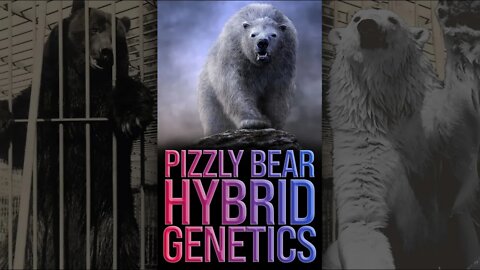 Pizzly Bear Hybrid Genetics 🐻‍❄️ #shorts