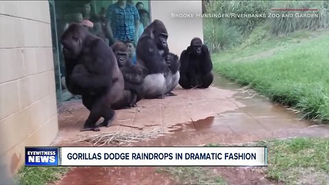 Gorillas dodge raindrops in dramatic fashion