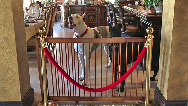 Funny Great Dane Complains About New Dog Gate for his Sister