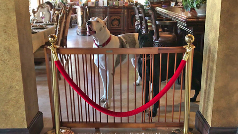 Funny Great Dane Complains About New Dog Gate for his Sister