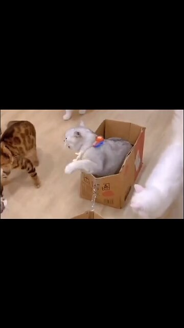 They All Want A Ride On The Cat Train - HaloRockNews