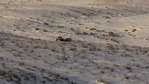 "Like A Lightbulb" Wait For It! Sparring Bull elk lit up by sunrise time lapse!