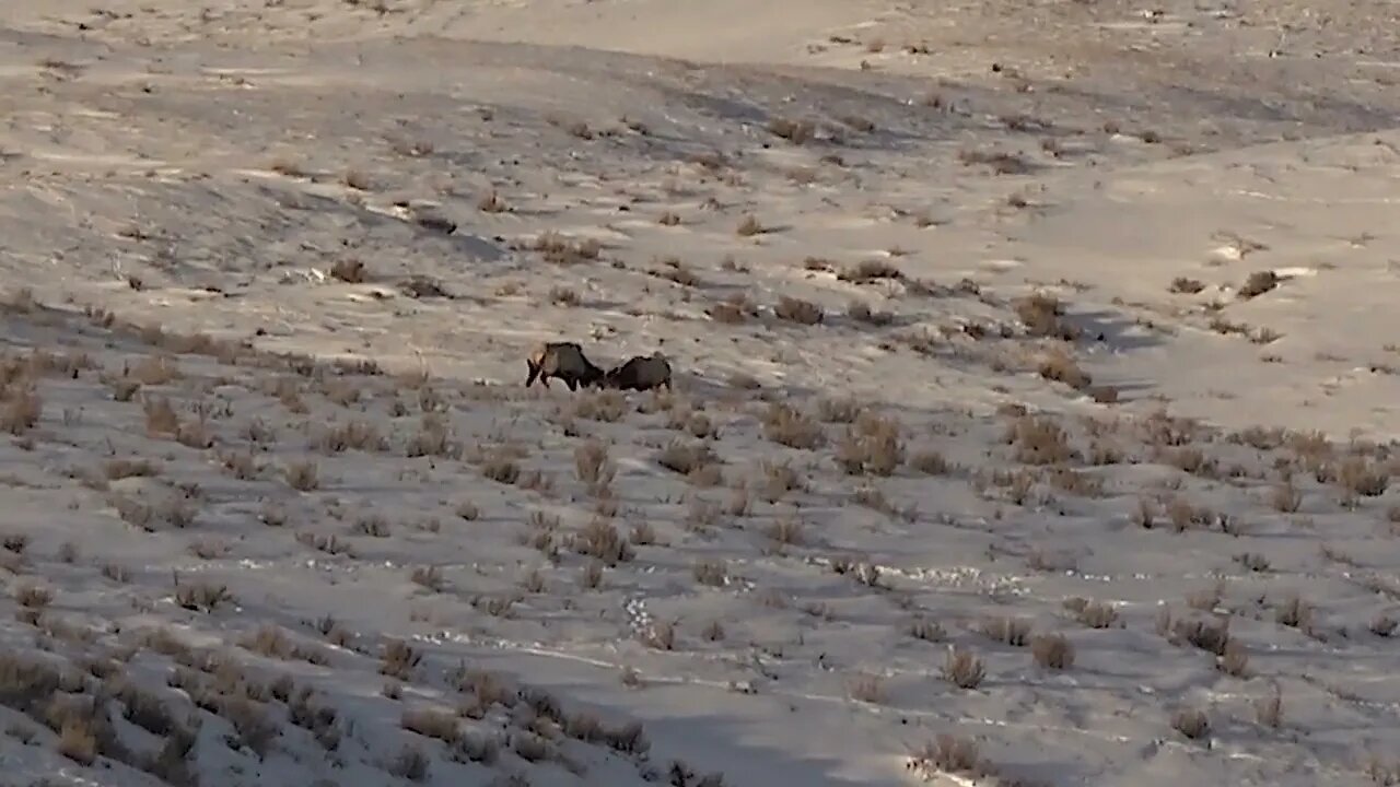"Like A Lightbulb" Wait For It! Sparring Bull elk lit up by sunrise time lapse!