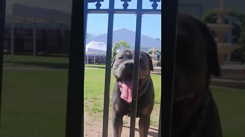 HYBRID - Corso x Pitbull/americanbully - 🔐 🔑 #bandog #mastiff #guarddog