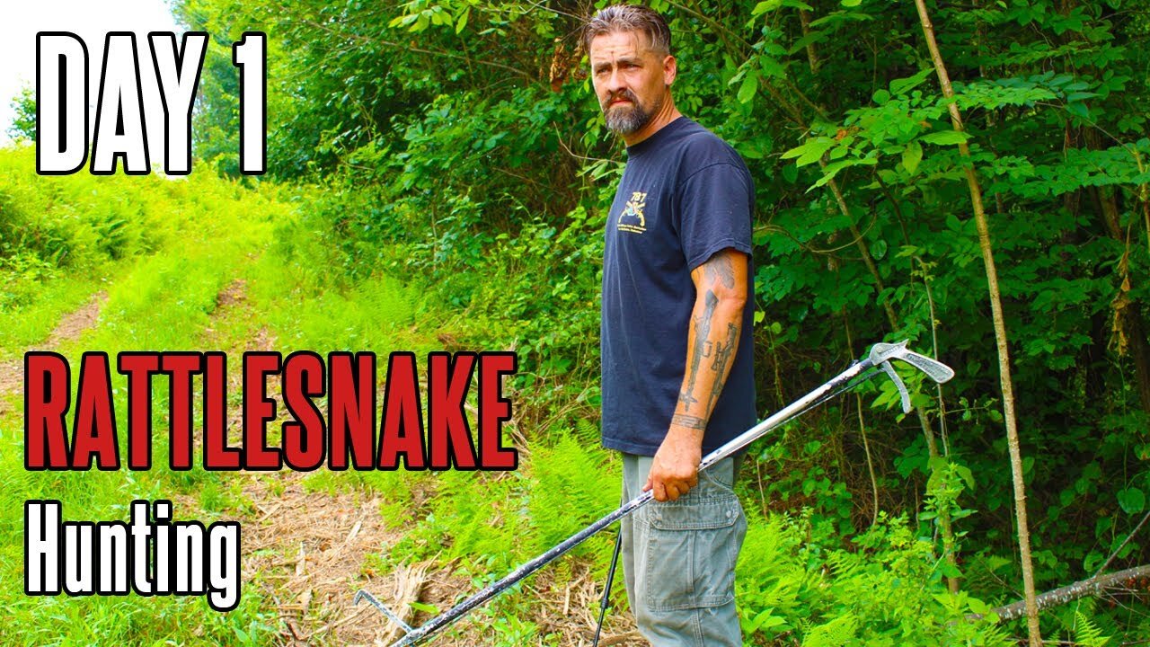 Rattlesnake Hunt: Day 1 | Eastern timber rattler | Venomous Snake | Foraging in Appalachia