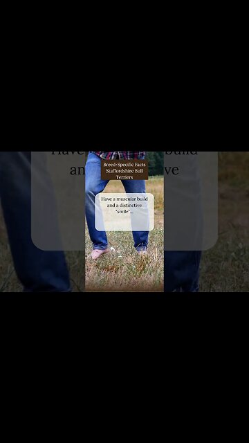 Unique Facts about Staffordshire Bull Terriers