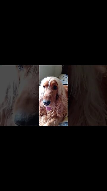 #dogshow , #animals , #dogs