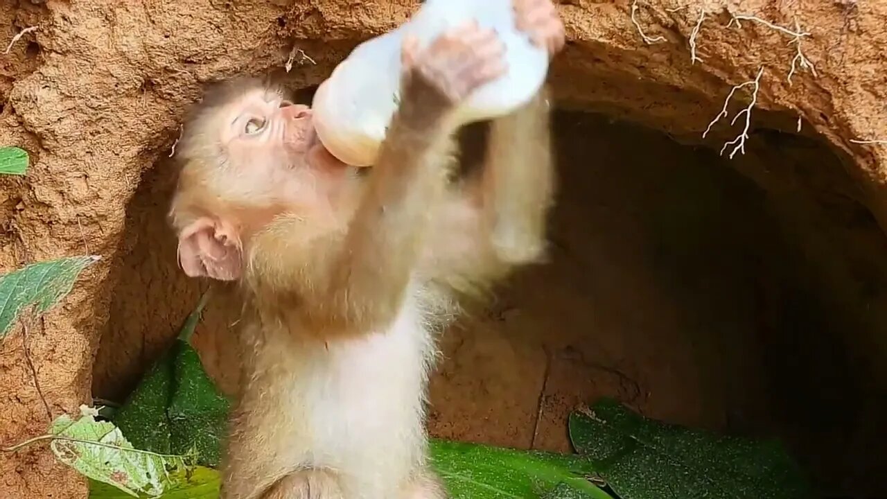 Poor kley monkey was so happy that I bought milk while it was raining heavily-1