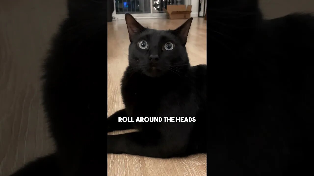 Be careful what you ask cats… #cat #blackcat #leonthecatdad #leontcd #darkhumour #darkhumor