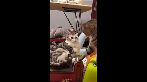 Funny Cat Video