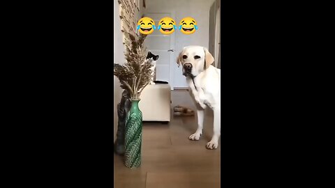 Animal funny moments 😂🤣