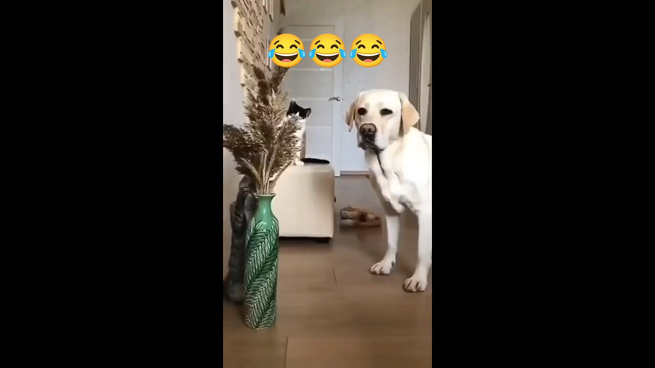 Animal funny moments 😂🤣