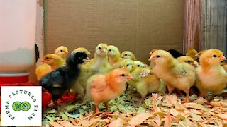 This Is The LAST Time We Mail Order Chicks!