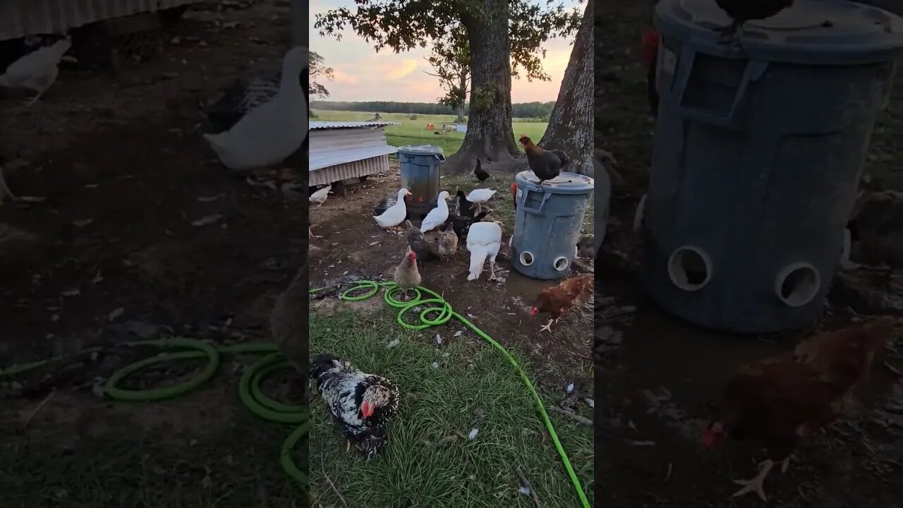 watering the neighborhood #chickens #duck #turkey #homestead #farm #farmlife #video #shorts #water