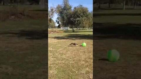 Cachorrinho Brincando com a Bola #shorts