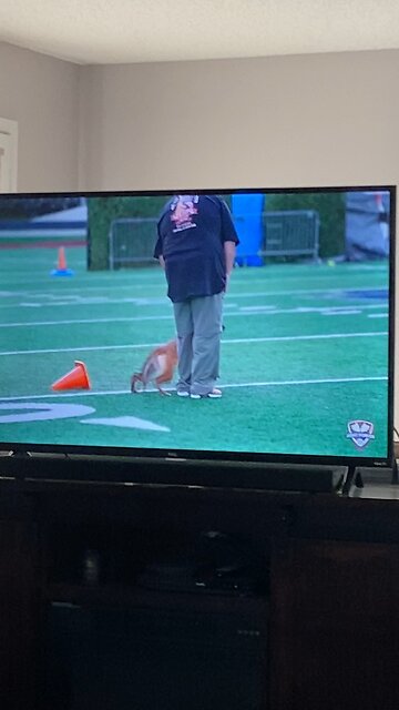 Belgian Malinois IGP