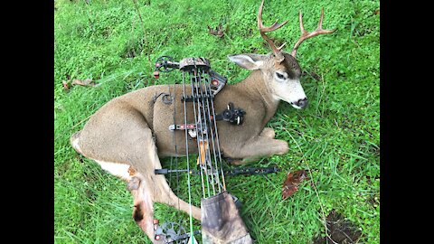 Bow Hunting Oregon Blacktail Buck Kill 2016