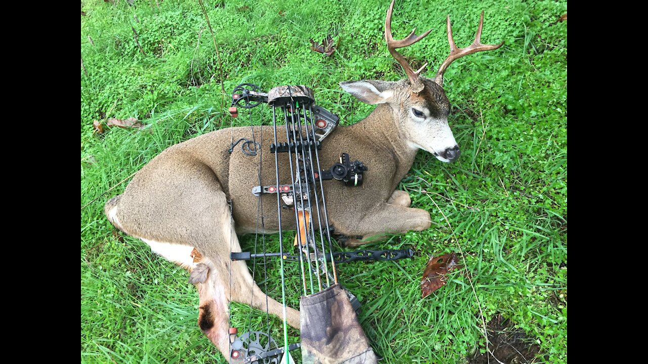 Bow Hunting Oregon Blacktail Buck Kill 2016