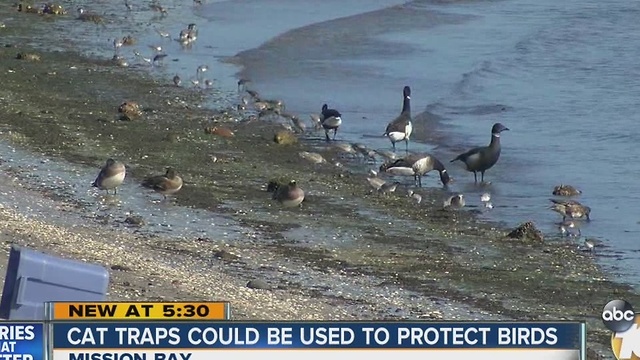 Cat traps could be used to protect endangered birds at Mission Bay