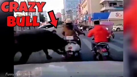 Crazy Bull goes on a rampage in the streets of China