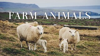 Farm Animals Relaxing Sounds - Meditation Stress Relief Music