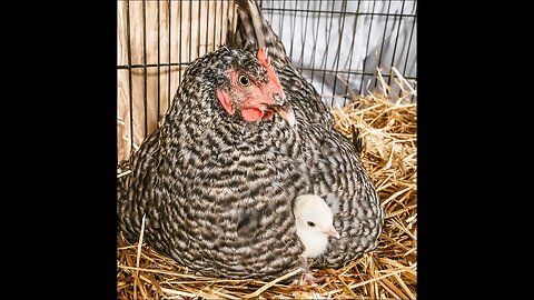 Chicken Adopts a Baby Turkey