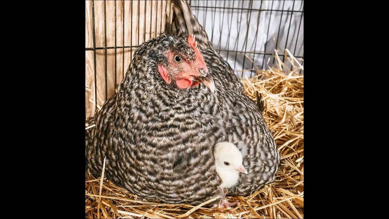 Chicken Adopts a Baby Turkey